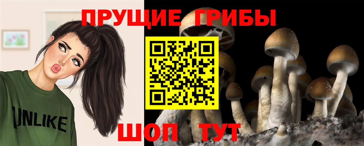 Галлюциногенные грибы Psilocybine cubensis Каспийск
